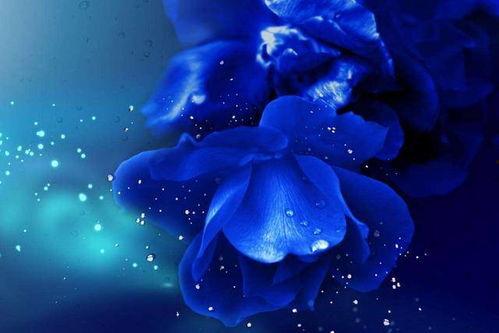 瓜哥吃瓜蓝色妖姬视频,蓝色妖姬视频背后的惊人真相