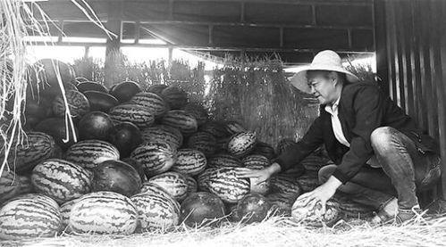 泉城吃瓜群众事件视频,网络热议背后的真相揭秘